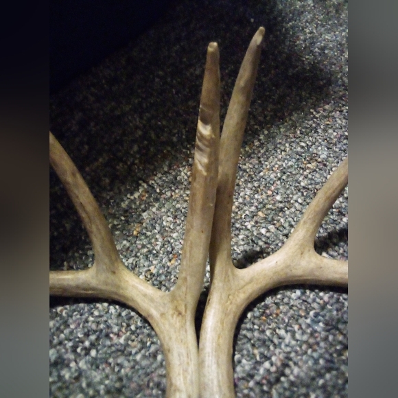 Set Of Whitetail Deer Antlers Naturally Shed - Picture 3 of 7